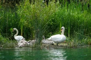 Family of Swans