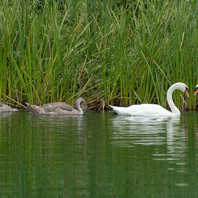 Family of swans on the cotswold lakes